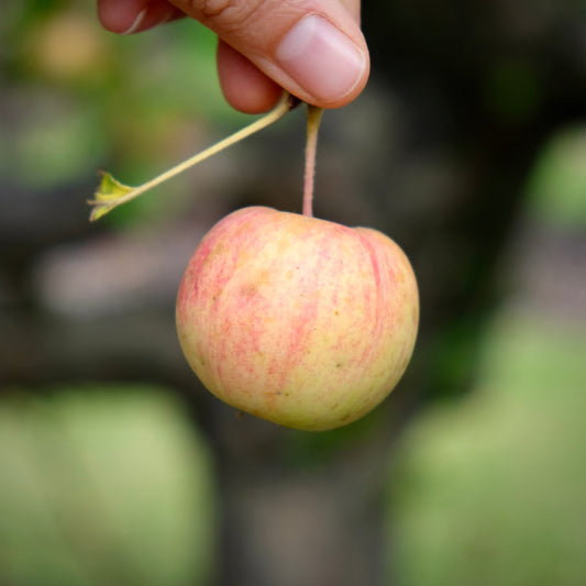 Chestnut Applecrab