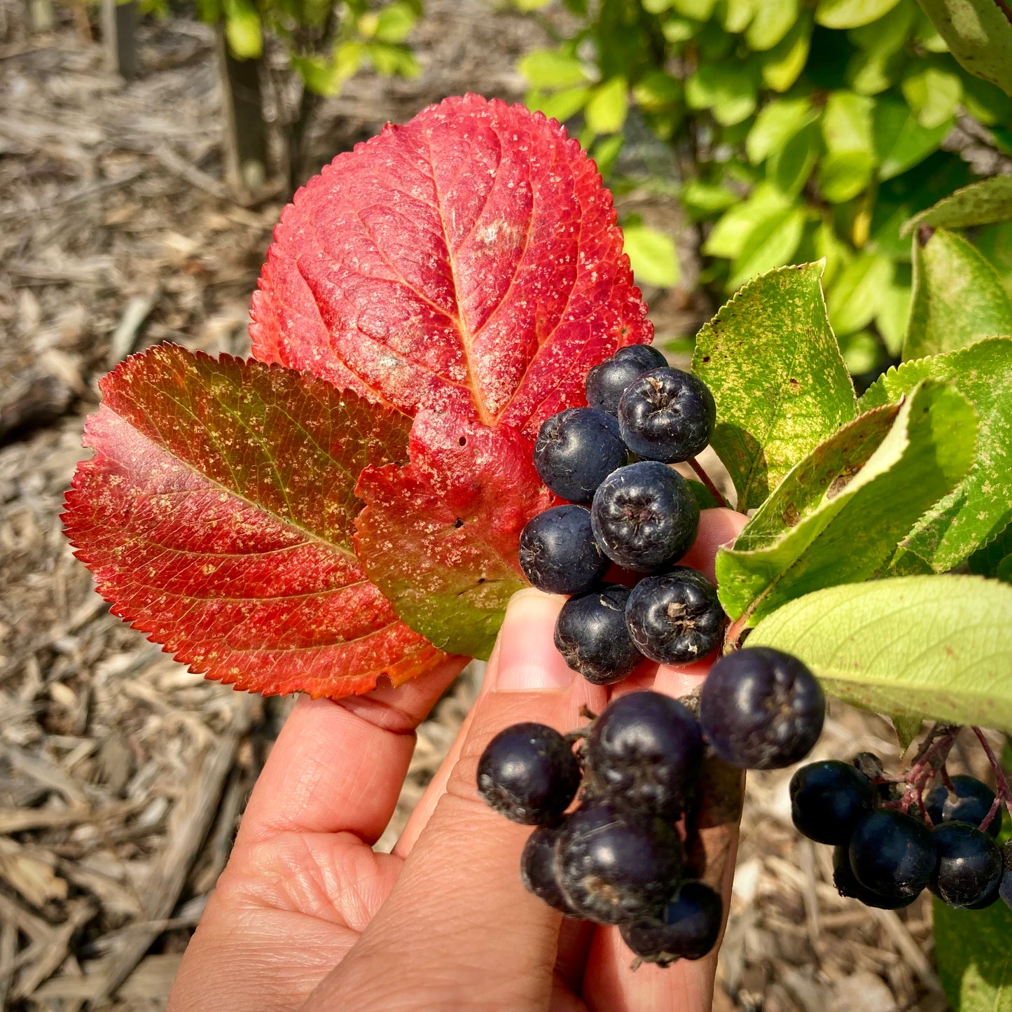 Viking Aronia