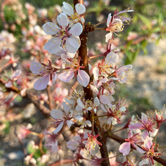 American Plum (Pink Flowering)
