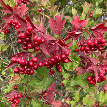 Load image into Gallery viewer, Highbush Cranberry