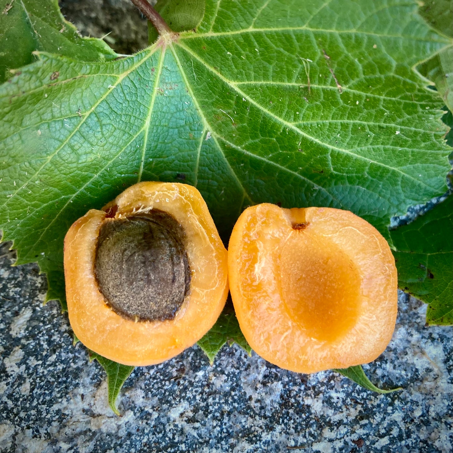 Arctic Dusk Apricot