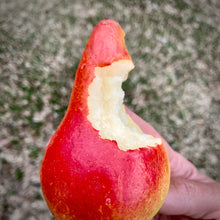 Load image into Gallery viewer, Favoritka Pear