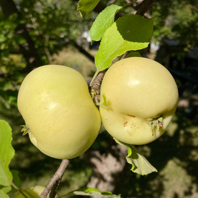 Manitoba Apple