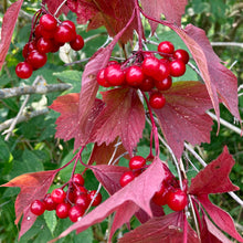 Load image into Gallery viewer, Highbush Cranberry