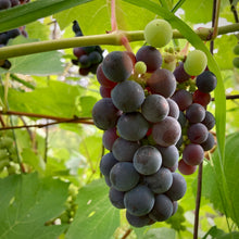 Load image into Gallery viewer, Trollhaugen Grape