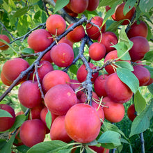 Load image into Gallery viewer, Patterson Pride Plum