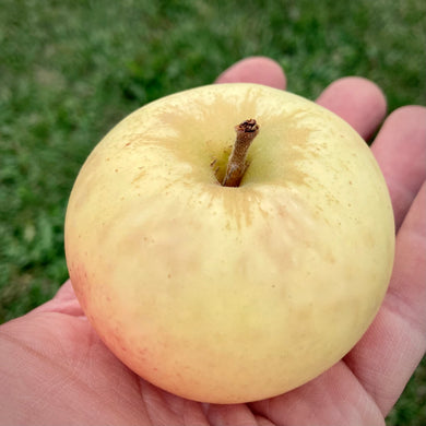 Prairie Sun Apple