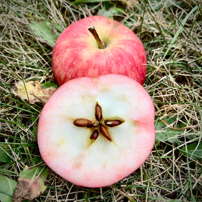 Summer Red Apple