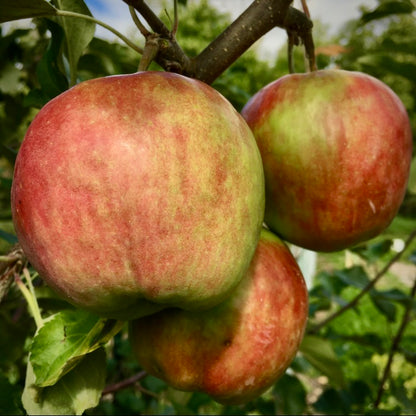 September Ruby Apple
