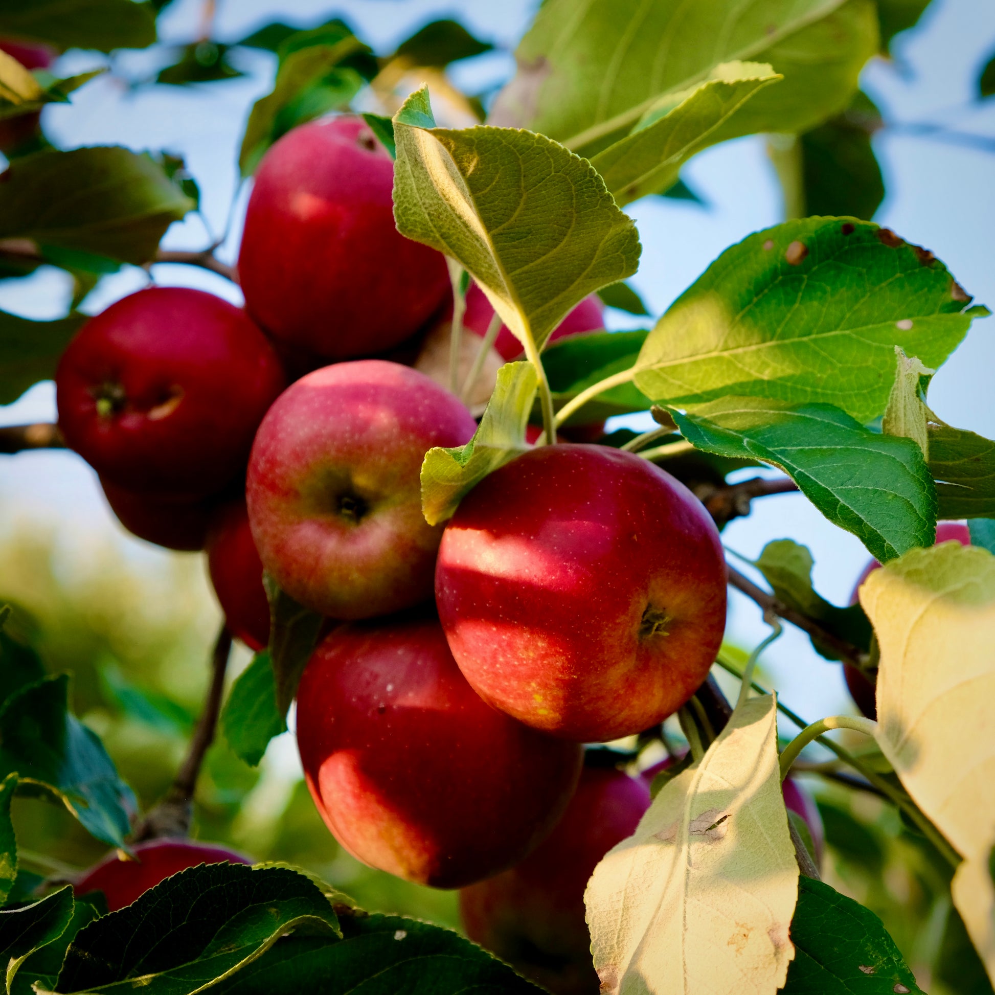 September Ruby Apple – Prairie Hardy Nursery