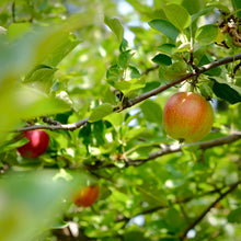 Load image into Gallery viewer, Summer Red Apple