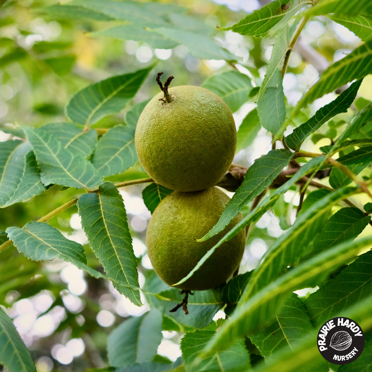Black Walnut Tree Cultivation Of The Eastern American Black Walnut And