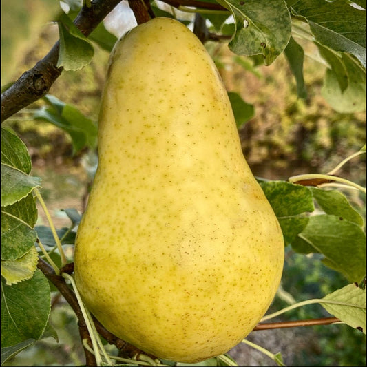Zarechnaya Pear