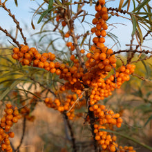 Load image into Gallery viewer, Sea Buckthorn