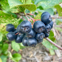 Load image into Gallery viewer, Viking Aronia