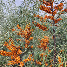 Load image into Gallery viewer, Sea Buckthorn