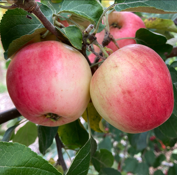 Autumn Delight Apple
