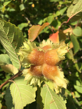 Load image into Gallery viewer, American Hazelnut