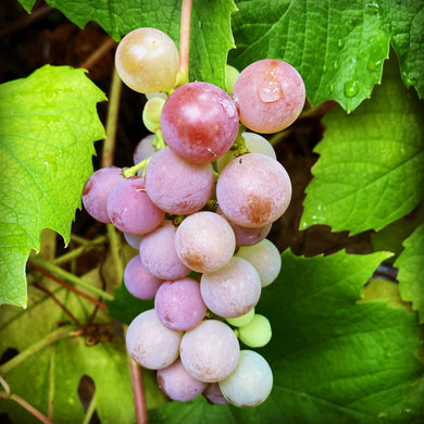 Somerset Grape