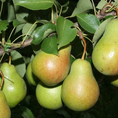 Chizhovsky Pear