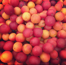 Load image into Gallery viewer, American Plum